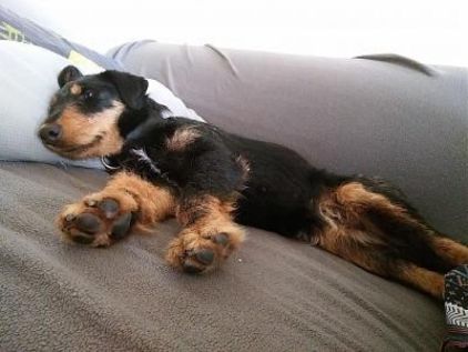 Photo de Lazzia, Jagdterrier pure race