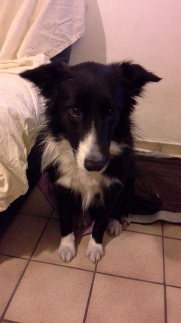 Photo de Merlin, Border Collie pure race