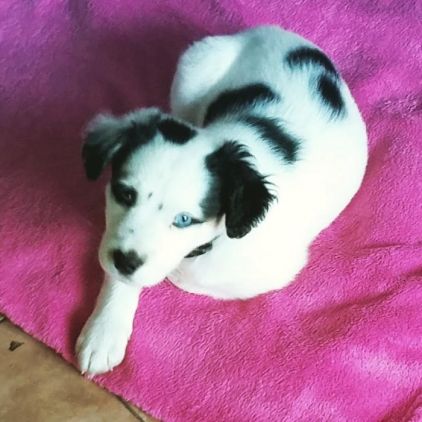 Photo de Blu, corniaud Border Collie Husky