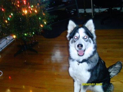 Photo de Nychka, Husky pure race