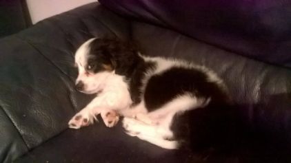 Photo de many, Cavalier King Charles crois� Chihuahua