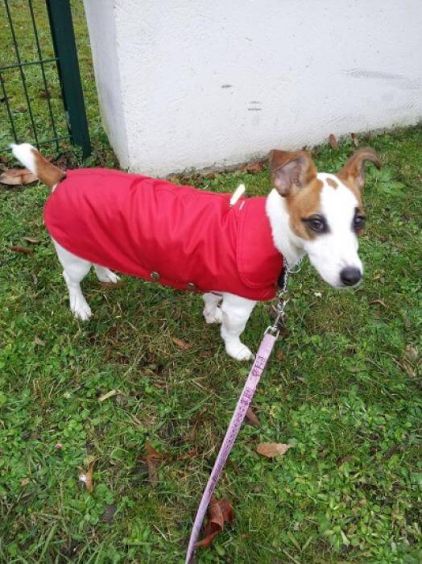 Photo de Jessy, Jack Russell terrier pure race