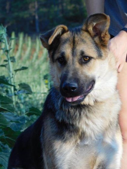 Photo de nikita, Berger Allemand crois�