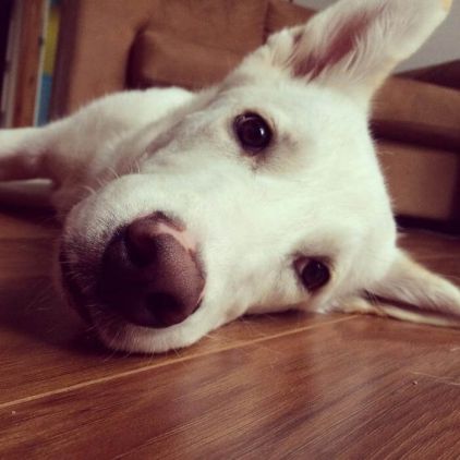 Photo de Marie-Pier, Montagne des Pyr�n�es crois� Husky