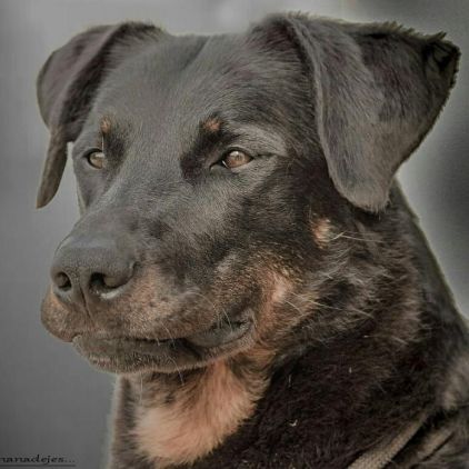 Photo de Helfy, Beauceron pure race