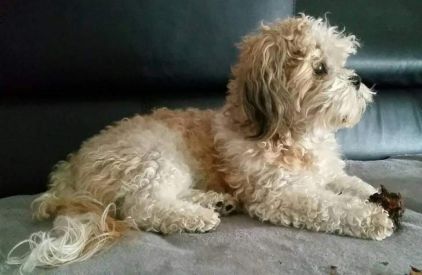 Photo d'Hobby, Bichon crois� Shih Tzu