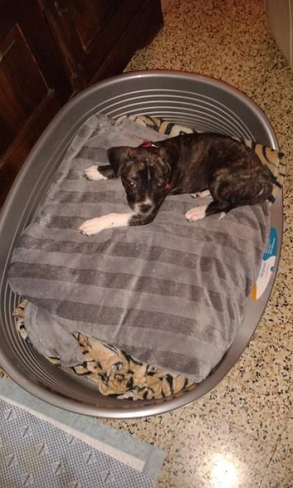 Photo de Tara, American Staffordshire terrier crois� Bouledogue fran�ais