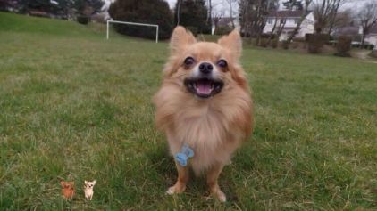 Photo d'Inky, Chihuahua pure race