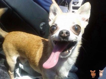Photo de Couky, Chihuahua pure race