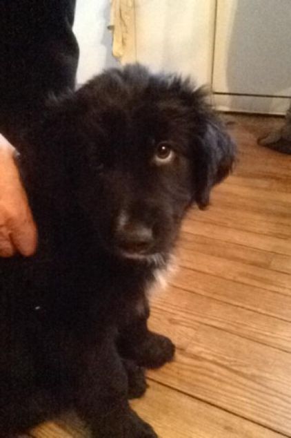 Photo de Bouba, Retriever de la Nouvelle-�cosse (Nova Scotia Duck Tolling Retriever) crois� Border Collie