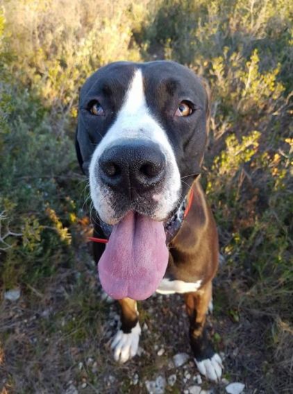 Photo de Jaho, Boxer crois� Dogue allemand