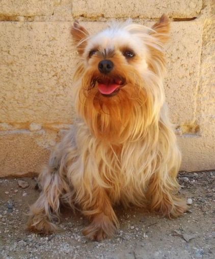 Photo de Choupie, Yorkshire terrier pure race