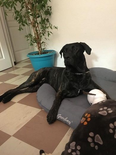 Photo de Mylo, Cane Corso pure race