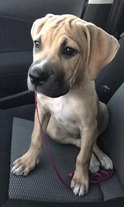 Photo de Masha, Bouledogue am�ricain crois� Cane Corso