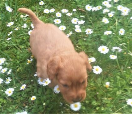 Photo de NINON, Basset fauve de Bretagne crois� Cocker anglais