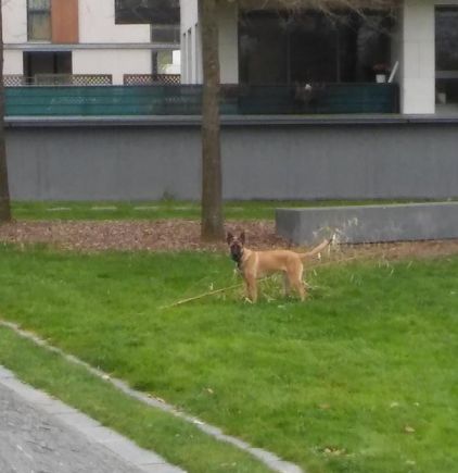 Photo de Dipsy, Berger Belge Malinois pure race