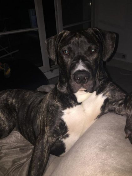 Photo de Reyke, Dogue des Canaries crois� Dogue argentin