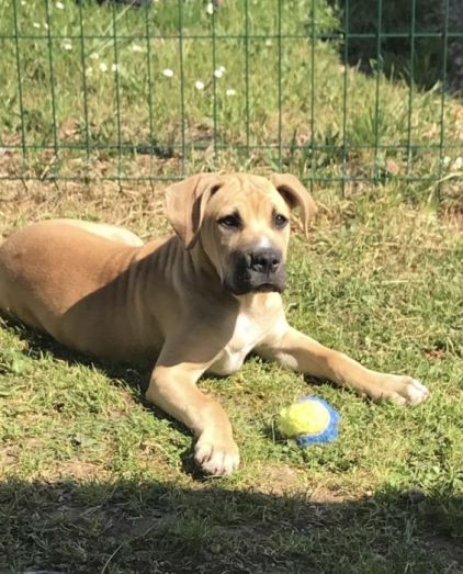 Photo de Macha, Cane Corso crois� Bouledogue am�ricain