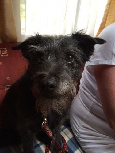 Photo de Tintin, Border Terrier crois�