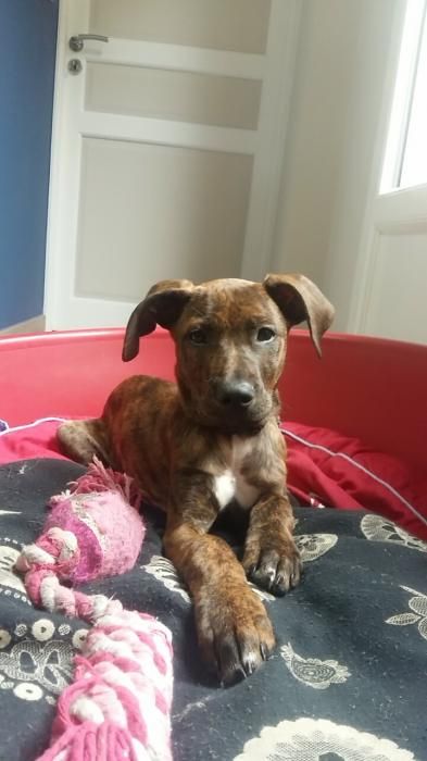 Photo de Matcha, corniaud Pitbull Beauceron