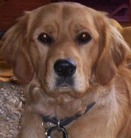 Photo de Crunch, Golden Retriever pure race