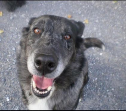 Photo de Tigrou, Berger australien crois� Labrador Retriever