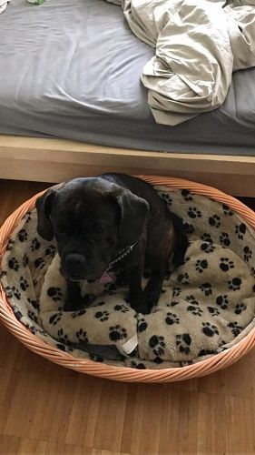 Photo d'Igor, Bouledogue fran�ais crois� Beagle