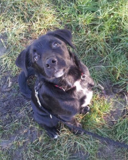 Photo d'Elvis, Labrador Retriever crois� Bouvier bernois