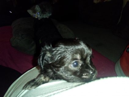 Photo de Lady, Chihuahua crois� Shih Tzu