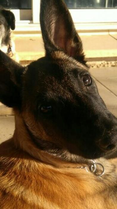 Photo de milka, Berger Belge Malinois pure race