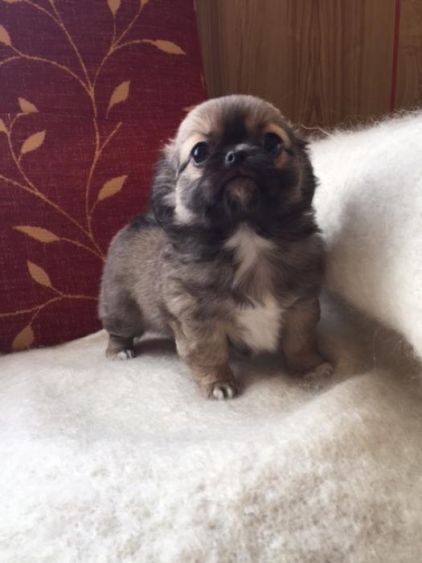 Photo de Mia, Chihuahua crois� P�kinois
