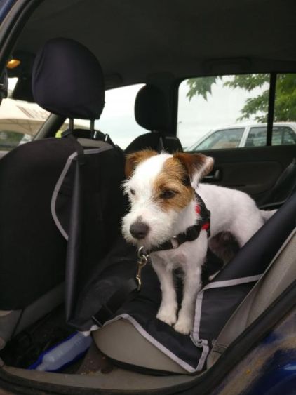 Photo de Maya, Parson Russell terrier pure race
