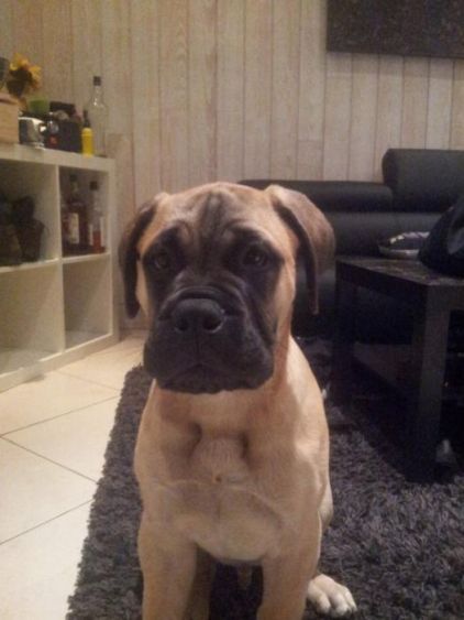 Photo de Gustave, Bullmastiff pure race