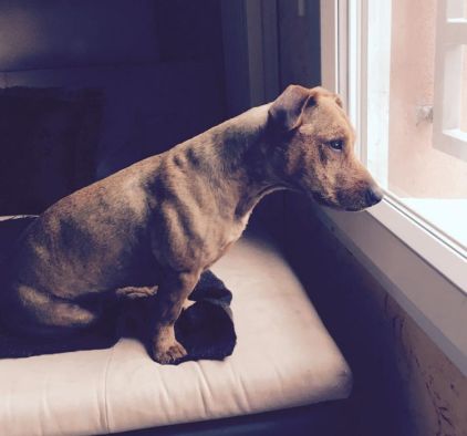 Photo de Leon, Jack Russell terrier crois� Pitbull