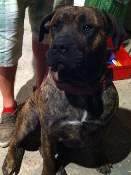 Photo de Alex, Dogue des Canaries pure race