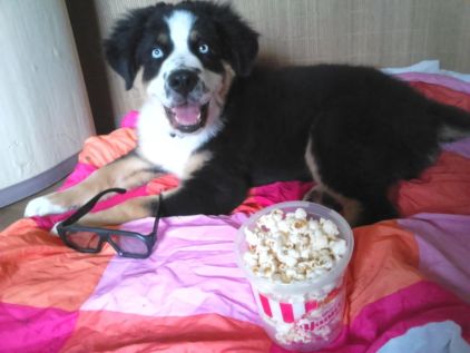 Photo de ziggy, Bouvier bernois crois� Husky