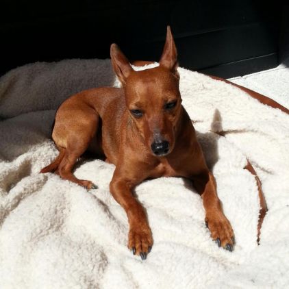 Photo de Maya, Pinscher nain crois�