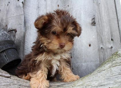 Photo de Pixel, Caniche crois� Yorkshire terrier