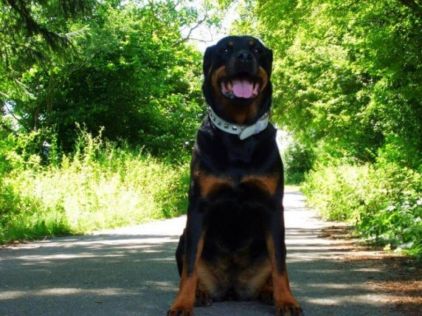Photo de Xena, Rottweiler pure race