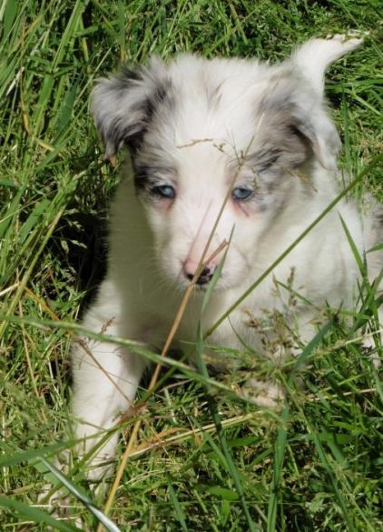 Photo de Mouchou, Border Collie pure race