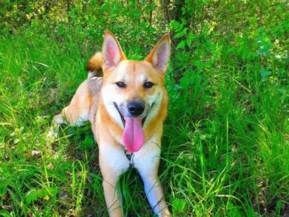 Photo de Kalinka, Akita crois� Berger Belge Malinois