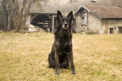Photo de Largo, Berger hollandais crois� Berger Belge Malinois