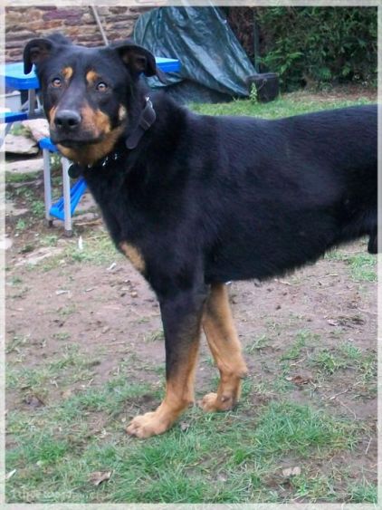 Photo de Dracko, Beauceron crois� Berger Allemand