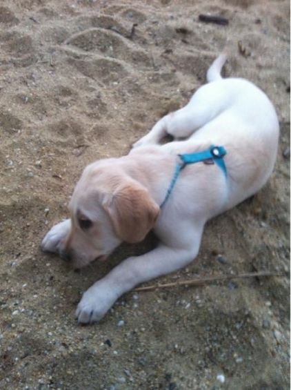 Photo d'H�la, Labrador Retriever pure race