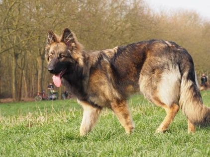 Photo de Nym�ria, Altdeutsche Sch�ferhunde pure race