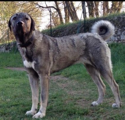 Photo de ganjah, Berger d'Anatolie kangal pure race