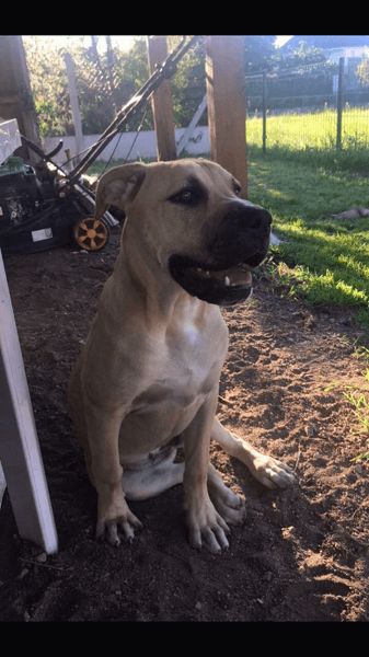 Photo de Masha, Bouledogue am�ricain crois� Cane Corso