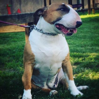 Photo de Lony, Bull Terrier pure race