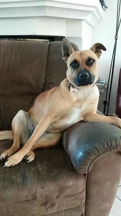 Photo de Maika, Staffordshire Bull Terrier crois� Berger Allemand
