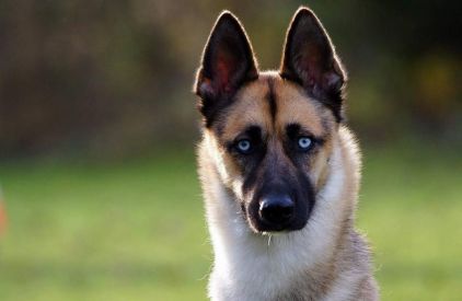 Photo de Diane, Berger Belge Malinois crois� Husky